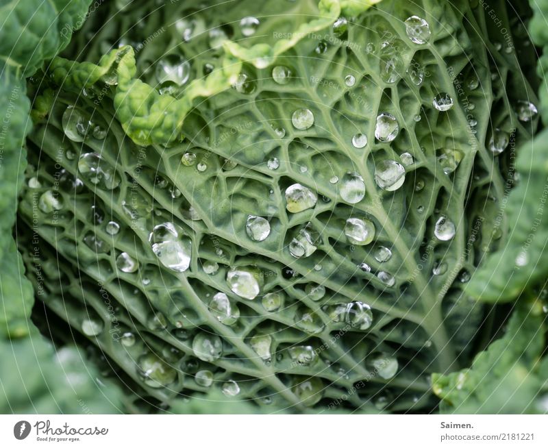 Wassertropfen auf dem Wirsing Verkabelung Natur Gemüse gesunde ernährung natürlich Nahrungsmittel Anbau Garten grün Vegetarisch Veganer Ernährung Stadt Essen