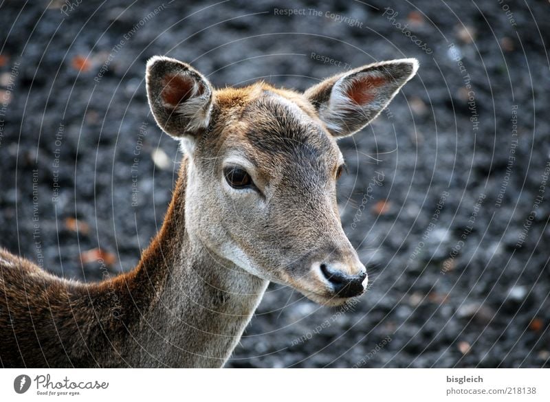 Bambi Tier Wildtier Tiergesicht Reh 1 achtsam Wachsamkeit ruhig Ohr Auge Nase Fell Farbfoto Gedeckte Farben Außenaufnahme Tag Rehkitz Tierjunges Tierporträt