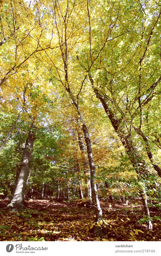 Buchenwald Umwelt Natur Landschaft Herbst Baum Wald braun gelb grün Rotbuche Herbstfärbung Herbstwald Blätterdach Harz wild ursprünglich Ast Baumstamm Farbfoto