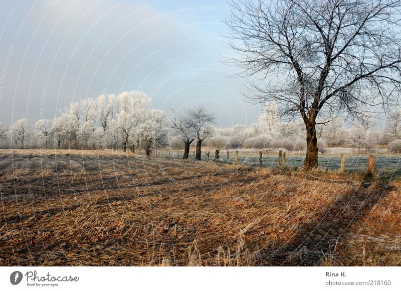 Winter Natur Landschaft Himmel Schönes Wetter Wiese Feld kalt natürlich ruhig Baum Raureif Frost Farbfoto Menschenleer Textfreiraum oben Tag Licht Schatten