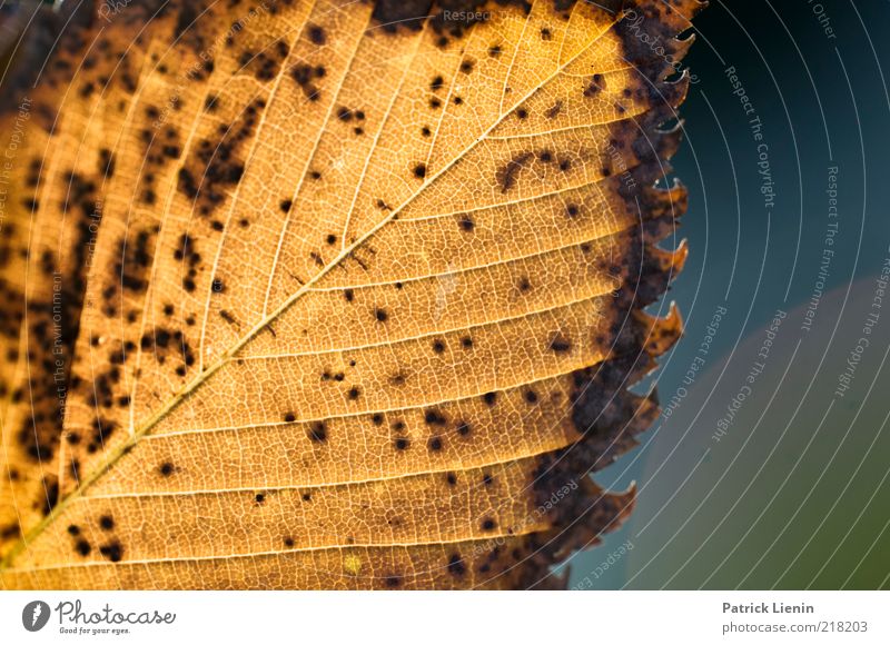 Zerfall Umwelt Natur Pflanze Urelemente Herbst Wetter Blatt leuchten dehydrieren natürlich trocken Stimmung vergilbt Strukturen & Formen gelb schön vergangen