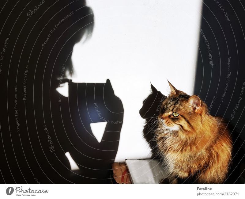 Fotoshooting mit Katze Umwelt Natur Tier Haustier Tiergesicht Fell 1 natürlich Wärme weich braun schwarz weiß Photo-Shooting Wand Fotografieren Blick Schatten