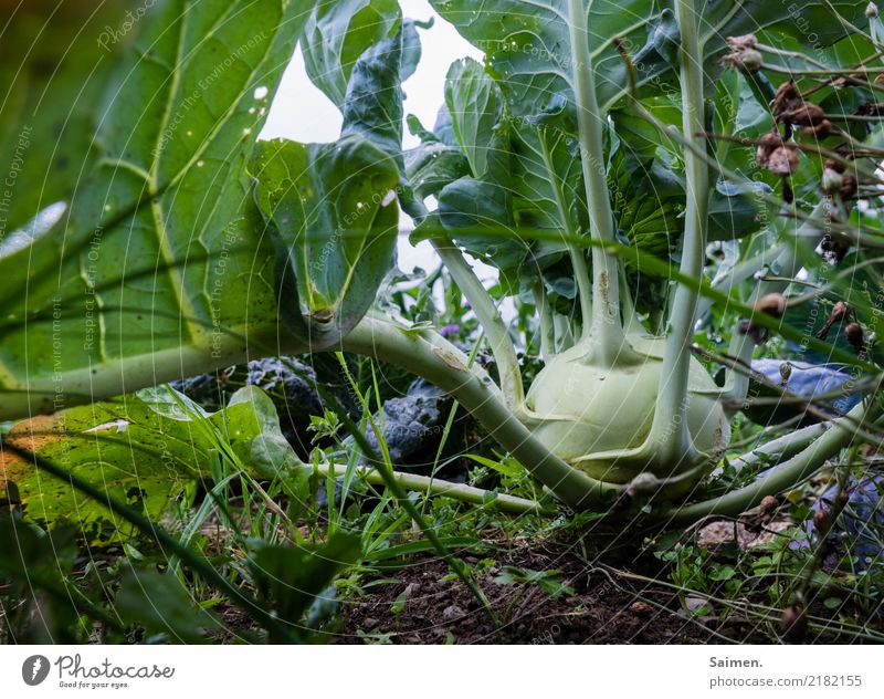 Kohlrabi pflanze Nahrung gesunde ernährung Biografie frisch Ernährung Veganer Vegetarisch lecker Bioprodukte Natur Nahaufnahme Sommer Vegetarische Ernährung