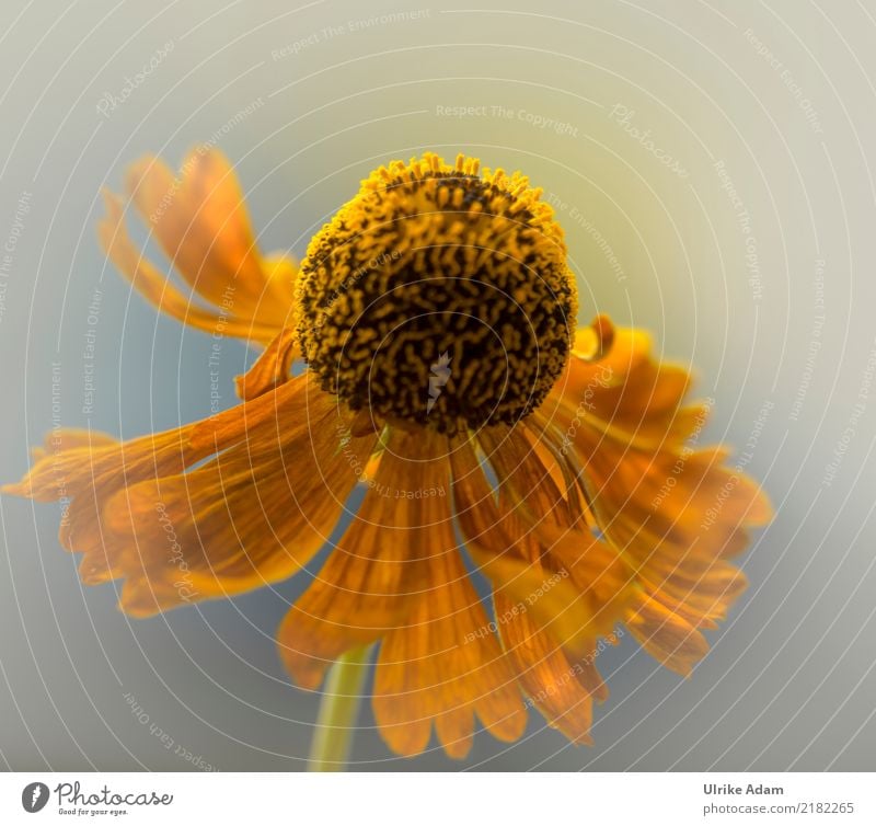 Blüte der gelben Sonnenbraut (Helenium) elegant Design Dekoration & Verzierung Tapete Bild Postkarte Natur Pflanze Sommer Herbst Blume Blütenstempel Garten Park