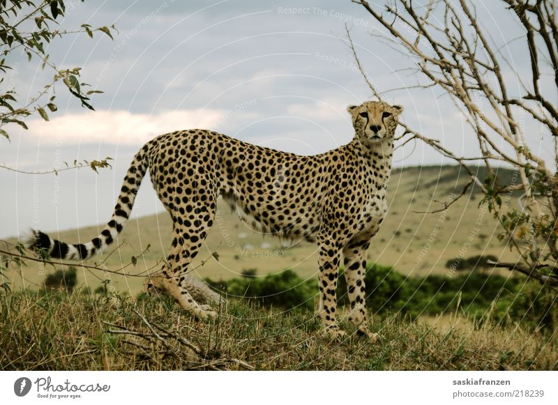Cheetah. Umwelt Natur Landschaft Wolken Tier Wildtier Katze 1 beobachten fangen Jagd Blick stehen warten ästhetisch authentisch elegant muskulös natürlich dünn
