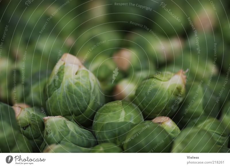 son Kohl (Rosenkohl) Lebensmittel Ernährung Gesundheit grün Brassica Kreuzblütengewächse Gemüse Farbfoto Nahaufnahme viele mehrere natürlich ökologisch