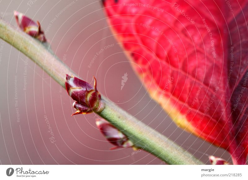Herbst treiben, Spross am Zweig mit roten Blatt Leben Umwelt Natur Pflanze Blüte Trieb Ast Blütenknospen Stengel Wachstum kalt grün Verfall Vergänglichkeit