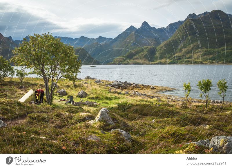 Grünes Zelt unter einem Baum vor einem Bergpanorama, Lofoten Ferien & Urlaub & Reisen Abenteuer 1 Mensch Natur Landschaft Urelemente Sträucher Berge u. Gebirge