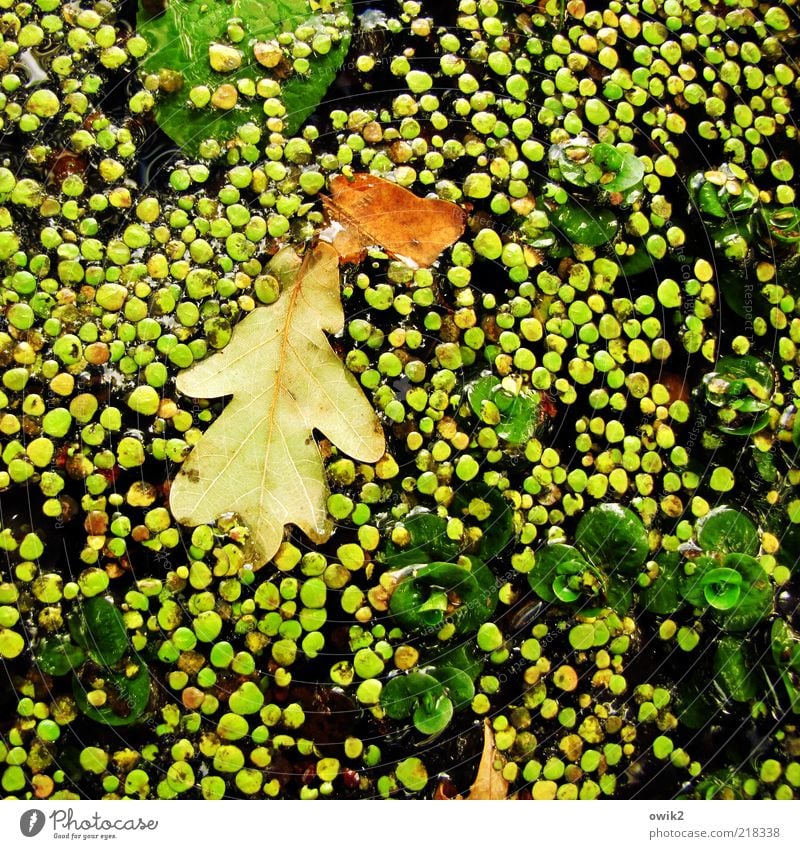 Wasserlinsen Umwelt Natur Pflanze Herbst Schönes Wetter Blatt Grünpflanze Eichenblatt Teich See liegen schaukeln verblüht ästhetisch einfach kalt rund viele