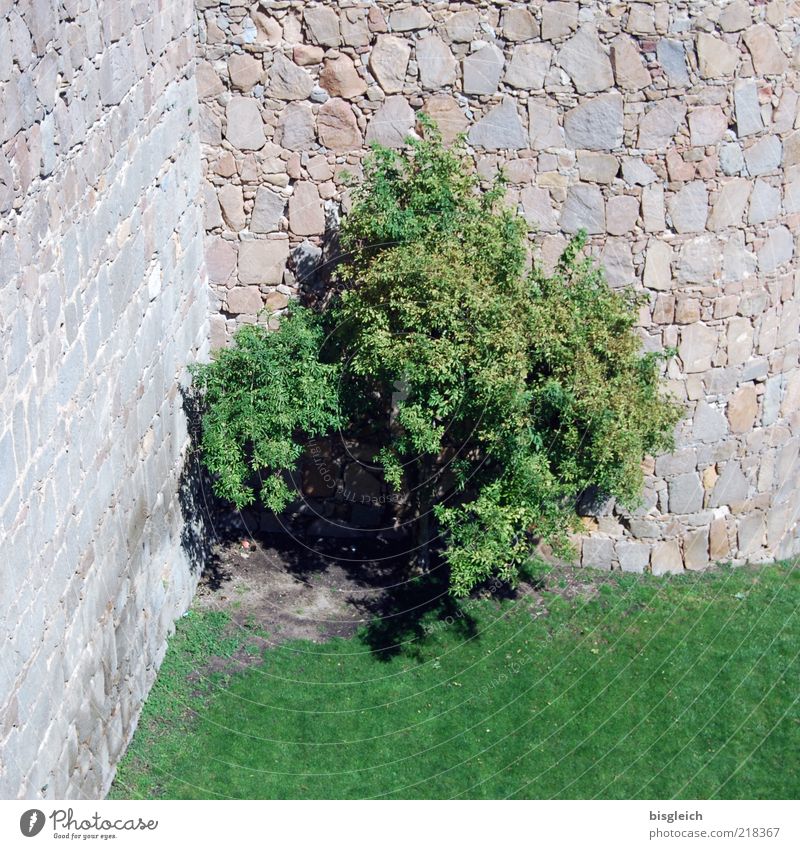 Eckensteher Baum Wiese Mauer Stein grau grün Farbfoto Außenaufnahme Menschenleer Tag Burgmauer Steinmauer 1 einzeln