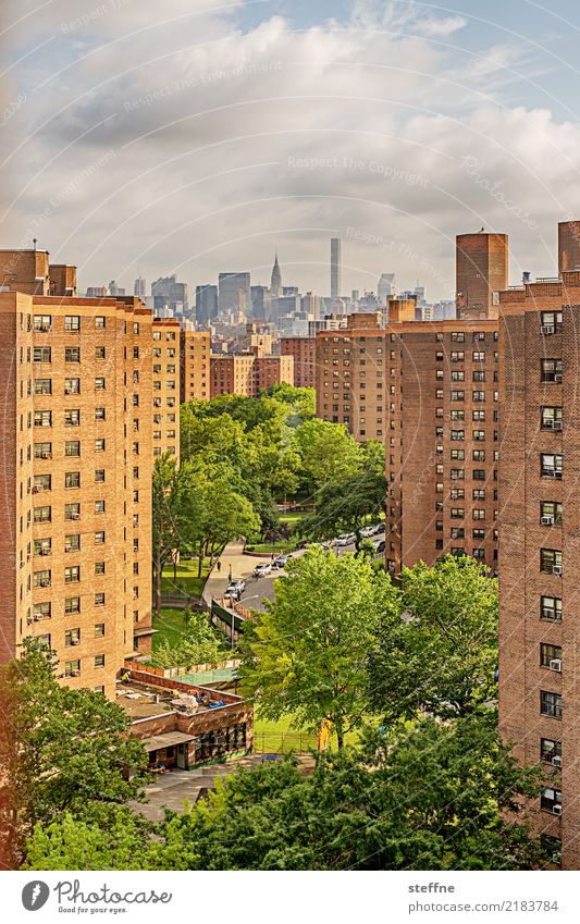 Wohnen in der Stadt II bevölkert überbevölkert Haus Hochhaus Häusliches Leben New York City Manhattan Baum Chrysler Building Farbfoto Außenaufnahme Menschenleer