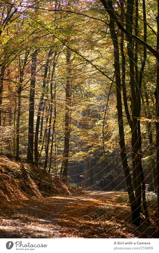der goldener weg ist der richtige weg Umwelt Natur Landschaft Pflanze Herbst Baum Blatt Wald Hügel leuchten mehrfarbig gelb schön ruhig Idylle Unendlichkeit