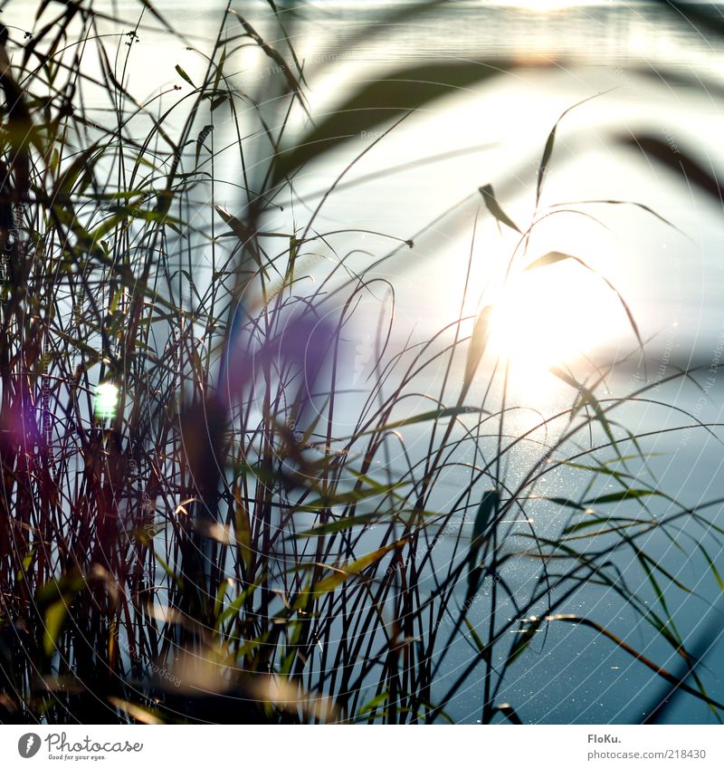 Let the sunshine in Umwelt Natur Pflanze Wasser Sonne Sonnenlicht Herbst Schönes Wetter Gras Blatt Küste Seeufer Flussufer Teich Bach glänzend hell Geborgenheit