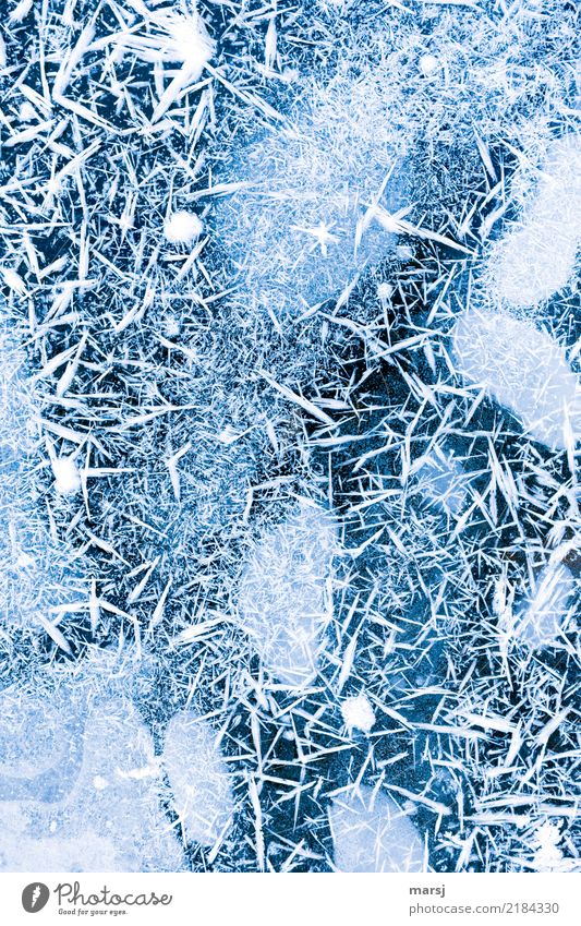 Ganz schön spießig Natur Winter Eis Frost Eiszapfen außergewöhnlich dunkel dünn authentisch fantastisch Zusammensein einzigartig kalt klein natürlich Schmerz