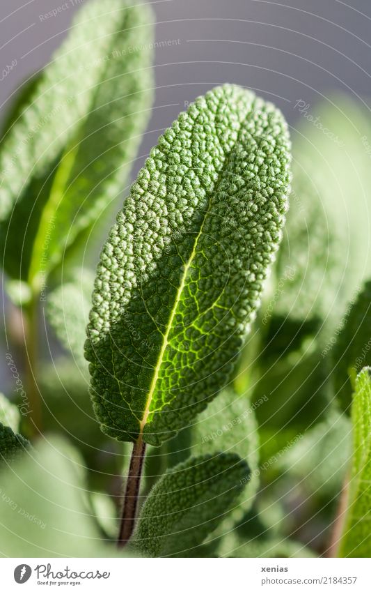 Salbeiblatt, noch nicht gepflückt Kräuter & Gewürze Ernährung Bioprodukte Vegetarische Ernährung Gesunde Ernährung Sommer Pflanze Blatt frisch Gesundheit grün