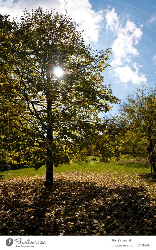 Gestern im Prater Natur Landschaft Himmel Wolken Sonne Herbst Schönes Wetter Baum Gras Blatt Park Wiese blau gelb grün Herbstlaub herbstlich Herbstlandschaft