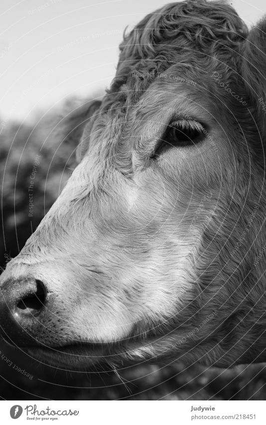 Die traurige Kuh Tier Nutztier Tiergesicht Fell Blick Traurigkeit natürlich Rind Rinderhaltung Schwarzweißfoto Außenaufnahme Nahaufnahme Menschenleer Tag