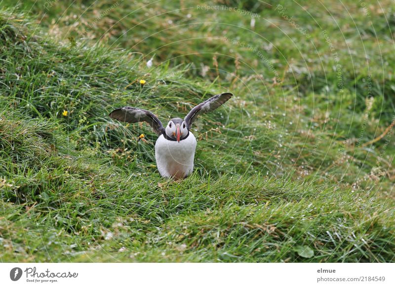 Puffin ~O~ Natur Gras Küste Insel Island Wildtier Vogel Flügel Papageitaucher Lunde beobachten Bewegung fliegen stehen klein nah Neugier Lebensfreude achtsam