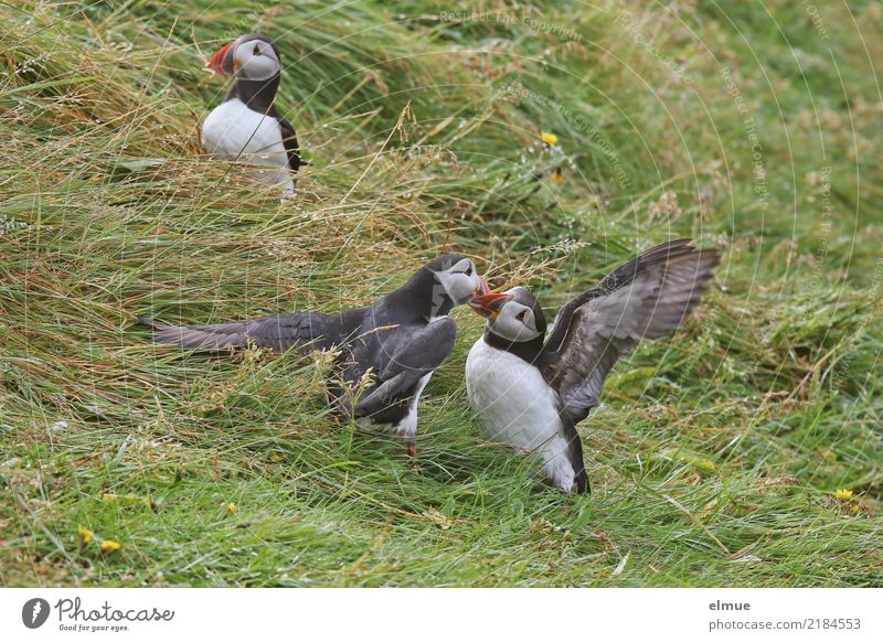 Puffins o /O\ O// Natur Gras Küste Heimaey Island Wildtier Vogel Papageitaucher Alkvogel Lunde 3 Tier beobachten berühren Kommunizieren Konflikt & Streit frei