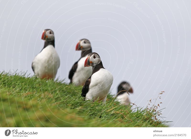 Puffins ooOo Schönes Wetter Gras Küste Meer Atlantik Island Heimaey Wildtier Vogel Papageitaucher Lunde 4 Tier beobachten stehen ästhetisch elegant frei