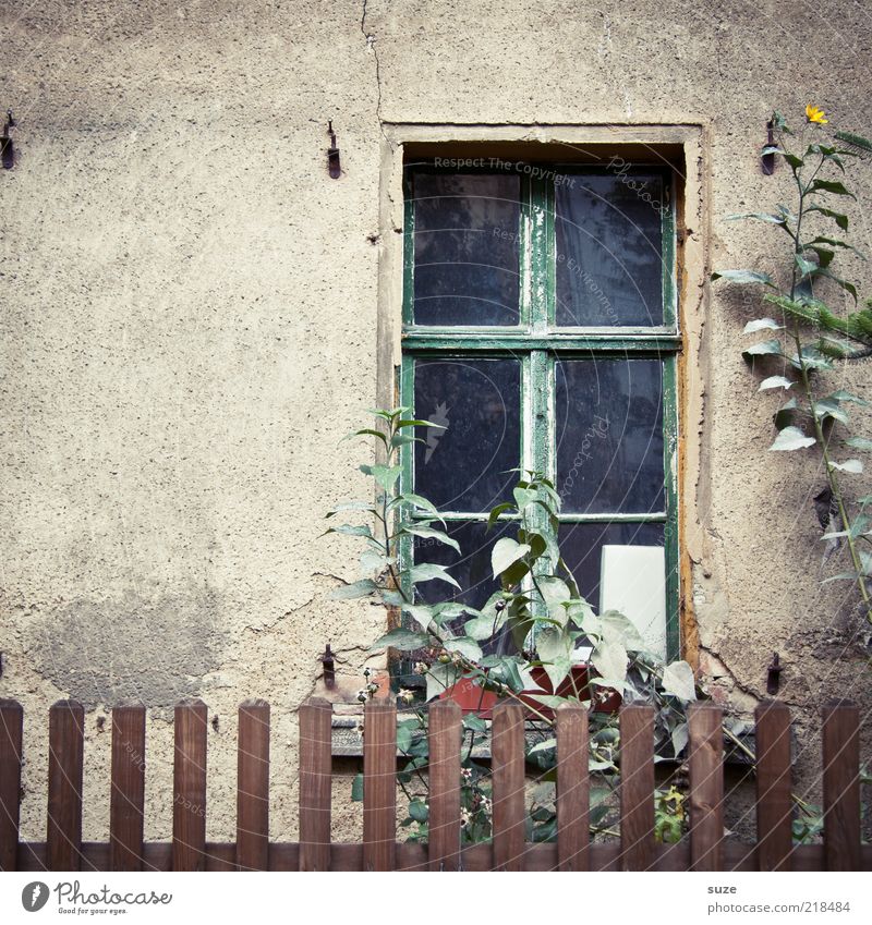 Fenster Häusliches Leben Garten Pflanze Blume Mauer Wand Fassade alt trist trocken braun Trauer Einsamkeit Verfall Vergangenheit Vergänglichkeit Wachstum Zeit