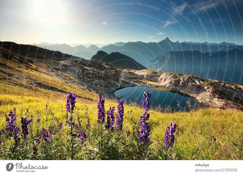 Wildblumen am Berg in der Nähe von Alpensee, Allgäuer Alpen, Deutschland Ferien & Urlaub & Reisen Sommer Sonne Berge u. Gebirge wandern Natur Landschaft Himmel