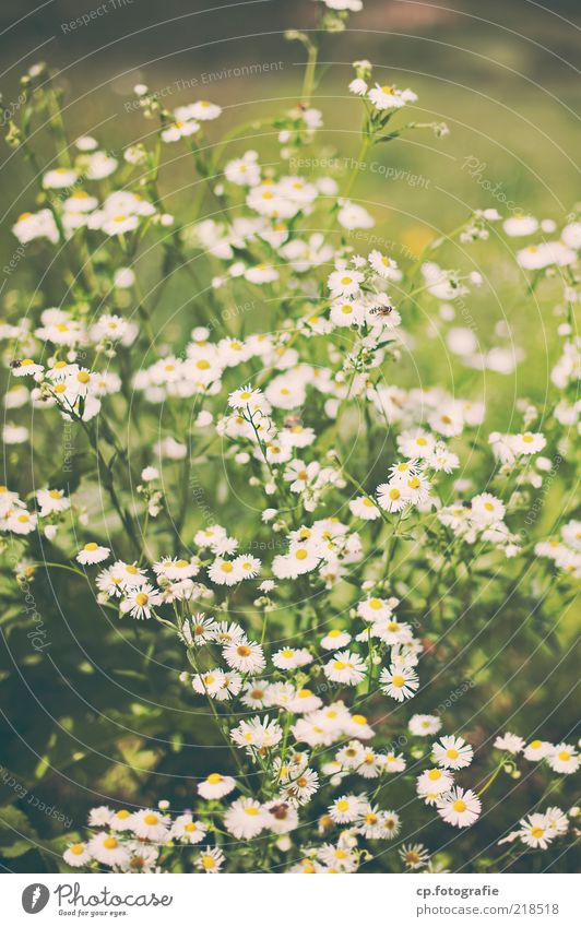 In tiefer Verbundenheit: Sommer'10 Umwelt Natur Pflanze Blume Blüte Grünpflanze Nutzpflanze Wildpflanze Wiese Frühlingsgefühle Tag Sonnenlicht