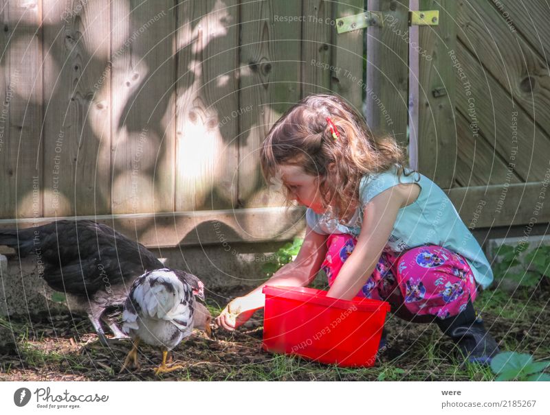 Ein Mädchen mit Zöpfen im Kleinkindalter füttert Hühner im Garten aus einer roten Box Kind Landwirtschaft Forstwirtschaft Mensch 1 3-8 Jahre Kindheit Natur Tier