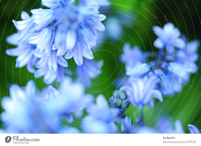 Zartes Blau II schön Umwelt Natur Pflanze Frühling Sommer Blume Blüte Blühend natürlich blau grün Frühlingsgefühle Duft rein zart Farbfoto Außenaufnahme