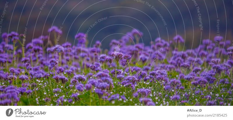 Bienenweide Sommer Natur Landschaft Pflanze Herbst Blume Blüte phacelia Feld Duft violett ruhig Sinnesorgane Umwelt Pollen tanacetifolia wild Wiesenblume
