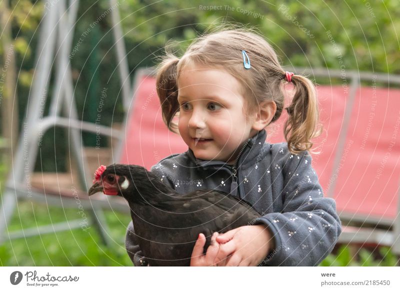 kleines Mädchen hält ein Augsburger Huhn Kind Landwirtschaft Forstwirtschaft Mensch 1 3-8 Jahre Kindheit Natur Tier Vogel Spielen streichen Zusammensein positiv