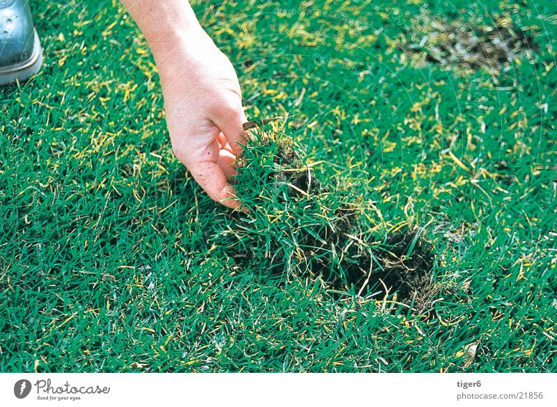 Hand legt Gras Golf Divot