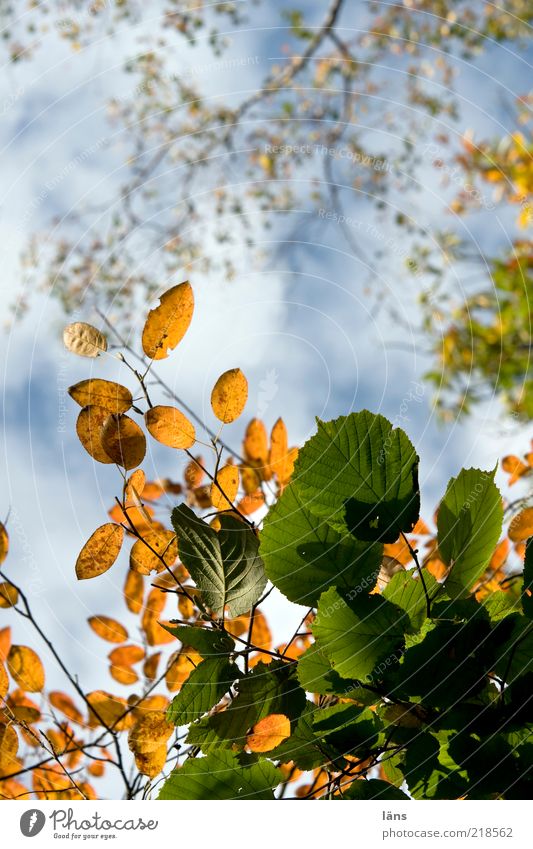 gemischt Umwelt Natur Pflanze Himmel Wolken Herbst Schönes Wetter Baum Grünpflanze Vergänglichkeit Wandel & Veränderung Herbstfärbung Blatt Farbfoto