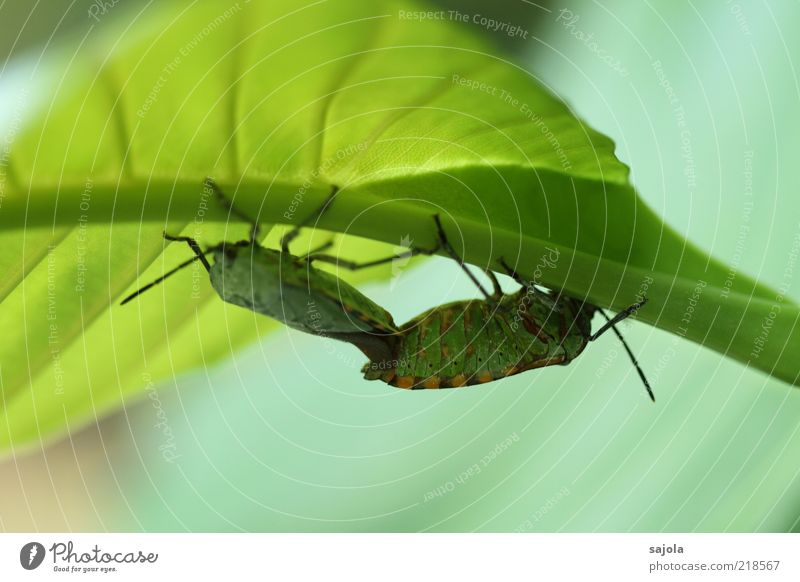 zeit für zweisamkeit Umwelt Natur Pflanze Tier Blatt Wildtier Käfer Insekt 2 Tierpaar festhalten grün Zusammensein Farbfoto Außenaufnahme Nahaufnahme