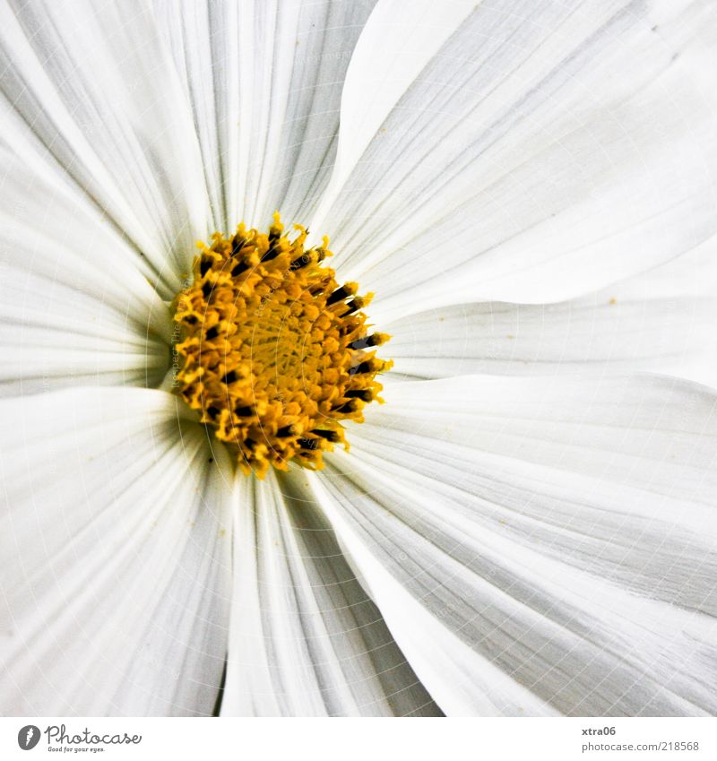 strahlender morgen Natur Pflanze Frühling Sommer Blume Blüte weiß Farbfoto Außenaufnahme Nahaufnahme Detailaufnahme Morgen Tag Blütenblatt Makroaufnahme