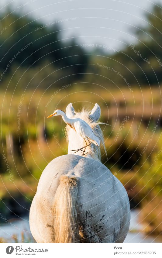 Kuhreiher auf dem Rücken eines Pferdes weiß hinten Rückansicht Wasser Tier Camargue saintes-maries-de-la-mer Arles Feder Reiher