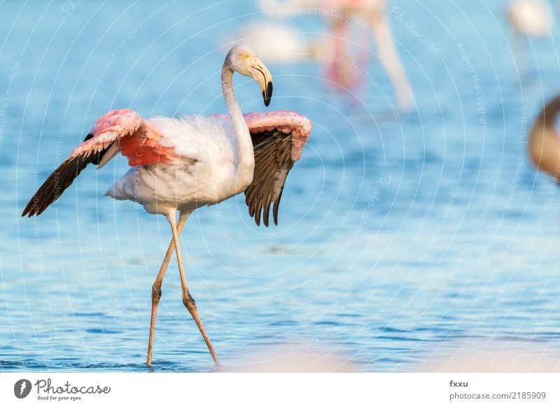 Flamingo mit ausgebreiteten Flügeln Frankreich Wildtier wild rosa Natur exotisch Tier tropisch Nahaufnahme Vogel Feder Lebewesen beobachten