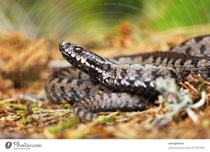 giftige Viper auf dem Boden schön Gesicht Natur Tier Wildtier Schlange wild braun grau Angst gefährlich Natter Ottern Kopf allgemein Europäer Vipera berus Gift