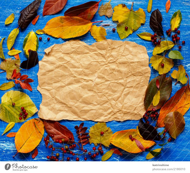 Herbstlaub und -papier auf einem blauen Hintergrund Handwerk Blatt Wald Papier hell braun gelb rot Farbe Borte Botanik Ast farbenfroh Textfreiraum fallen Rahmen