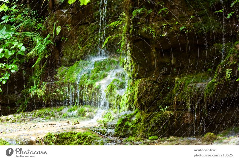 saftig Umwelt Natur Pflanze Erde Wasser Sträucher Moos Wildpflanze Farn Urwald Wasserfall Asien China Guilin Wachstum Geplätscher tropfend Felsen friedlich