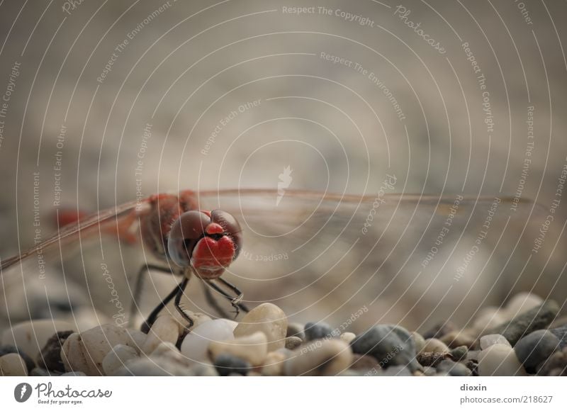 Sympetrum meridionale (Männchen) Kieselsteine Kieselstrand Tier Tiergesicht Libelle Libellenflügel Facettenauge 1 hocken sitzen rot Natur filigran klein