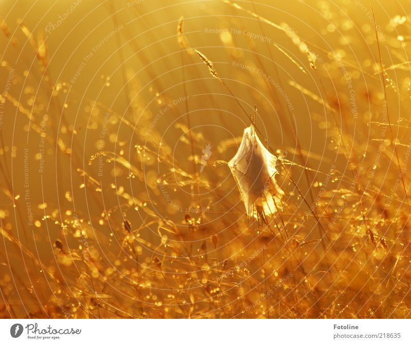 Morgens halb 8 in Deutschland Umwelt Natur Pflanze Urelemente Wasser Wassertropfen Herbst Gras hell nass natürlich gelb gold orange Kokon Spinngewebe Farbfoto