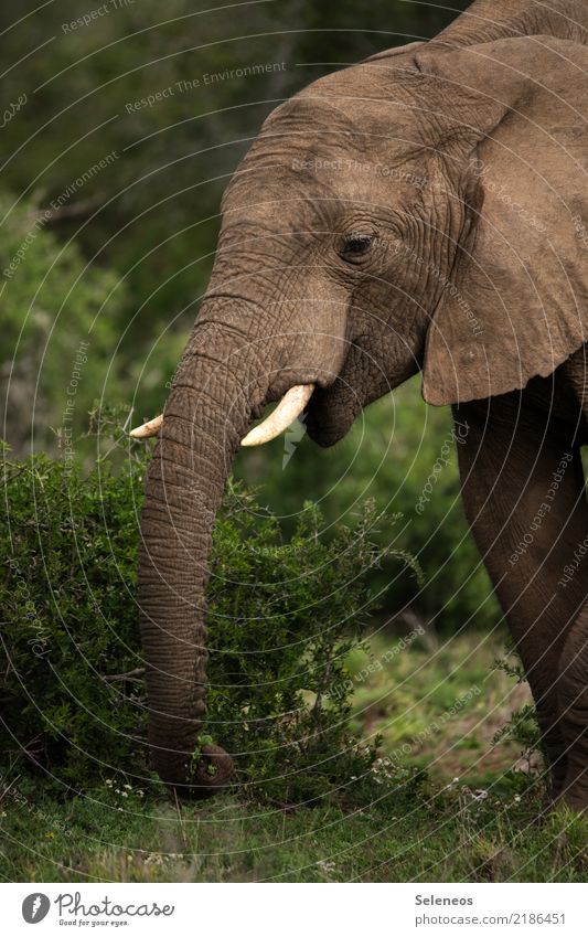 grauer Riese Ferien & Urlaub & Reisen Tourismus Ausflug Abenteuer Ferne Freiheit Safari Expedition Sommerurlaub Natur Tier Wildtier Tiergesicht Elefant