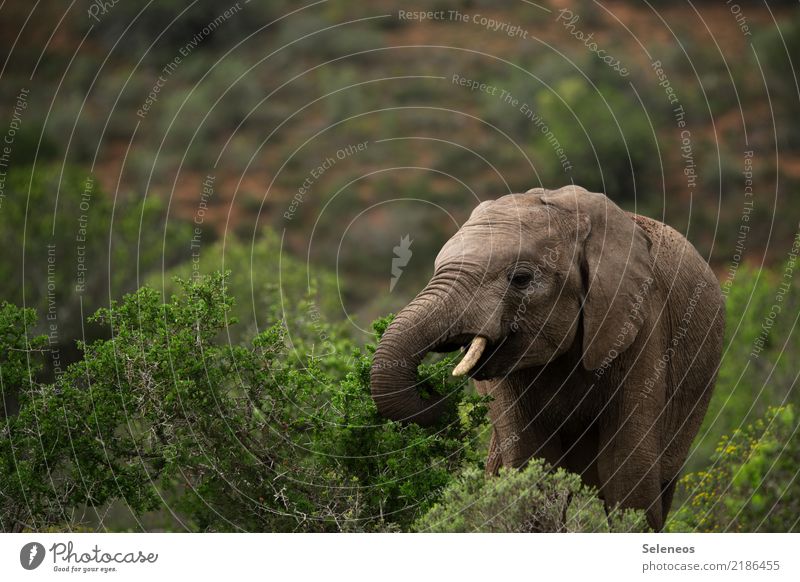 kleiner Happen zwischendurch Ferien & Urlaub & Reisen Tourismus Ausflug Abenteuer Ferne Safari Sommer Umwelt Natur Sträucher Tier Wildtier Tiergesicht Elefant
