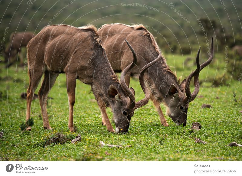 Zweisamkeit Ferien & Urlaub & Reisen Tourismus Ausflug Abenteuer Ferne Safari Umwelt Natur Tier Wildtier Kudu Horn Fressen 2 nah natürlich Südafrika Farbfoto