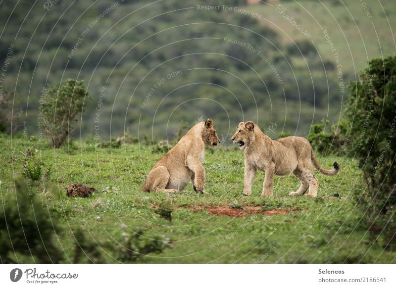 große Klappe Löwe Löwenbaby Natur Südafrika Geschwister Tierjunges Farbfoto Außenaufnahme Wildtier Tierporträt Menschenleer Safari Ferien & Urlaub & Reisen