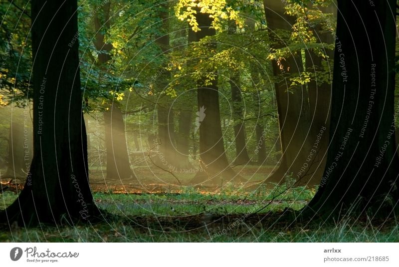 Feenschwanzwald schön Sonne Umwelt Natur Landschaft Pflanze Sonnenlicht Herbst Wetter Schönes Wetter Nebel Baum Blatt Park Wald Urwald Fußgänger Wege & Pfade