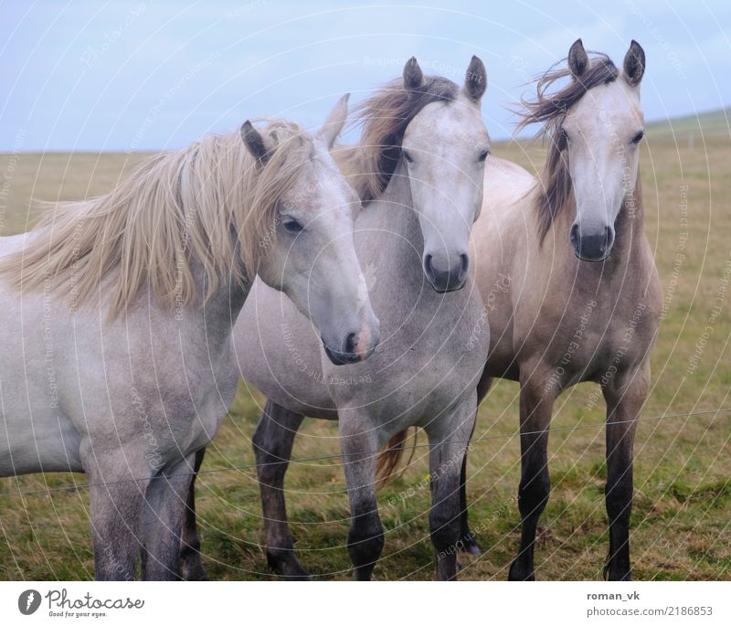 Alle drei zusammen Umwelt Pflanze Wind Gras Tier Wildtier Pferd 3 ästhetisch nah Neugier schön Weide Mähne weiß edel Aufregung Nordirland Ohr Glätte sportlich