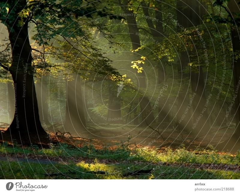 Feenschwanzwald schön Sonne Umwelt Natur Landschaft Herbst Schönes Wetter Nebel Baum Park Wald Wege & Pfade ästhetisch authentisch außergewöhnlich einzigartig