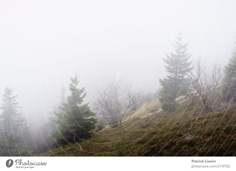 trübe Aussichten Umwelt Natur Landschaft Pflanze Urelemente Luft Wassertropfen Wolken Herbst Nebel Baum Wald Hügel Berge u. Gebirge Schwarzwald beobachten